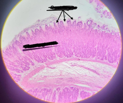 <p></p><p><span>Identification:</span></p>