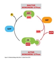 <ul><li><p class="Paragraph WhiteSpaceCollapse SCXP235058565 BCX8" style="text-align: left;"><span><span>RAS is a proto-oncogene (in cell growth)</span></span><span style="line-height: 0px;"><span></span></span></p></li><li><p class="Paragraph WhiteSpaceCollapse SCXP235058565 BCX8" style="text-align: left;"><span><em><span>RAS</span></em><span> mutations are found in 20-30% of human cancers (~80% pancreatic)</span></span><span style="line-height: 0px;"><span></span></span></p></li><li><p class="Paragraph WhiteSpaceCollapse SCXP235058565 BCX8" style="text-align: left;"><span><span>Most common </span><em><span>RAS</span></em><span> mutations reduce GTP hydrolysis activity</span></span><span style="line-height: 0px;"><span></span></span></p></li><li><p class="Paragraph WhiteSpaceCollapse SCXP235058565 BCX8" style="text-align: left;"><span><span>GTP stays bound longer and the signalling pathway is continuously switched on</span></span><span style="line-height: 0px;"><span></span></span></p></li><li><p class="Paragraph WhiteSpaceCollapse SCXP235058565 BCX8" style="text-align: left;"><span><span>Leads to cell proliferation, even in the absence of growth factors such as EGF</span></span></p></li><li><p class="Paragraph WhiteSpaceCollapse SCXP235058565 BCX8" style="text-align: left;"><span><span>RAS becomes an oncogene and causes cancer</span></span><span style="line-height: 0px;"><span></span></span></p></li></ul><p></p>