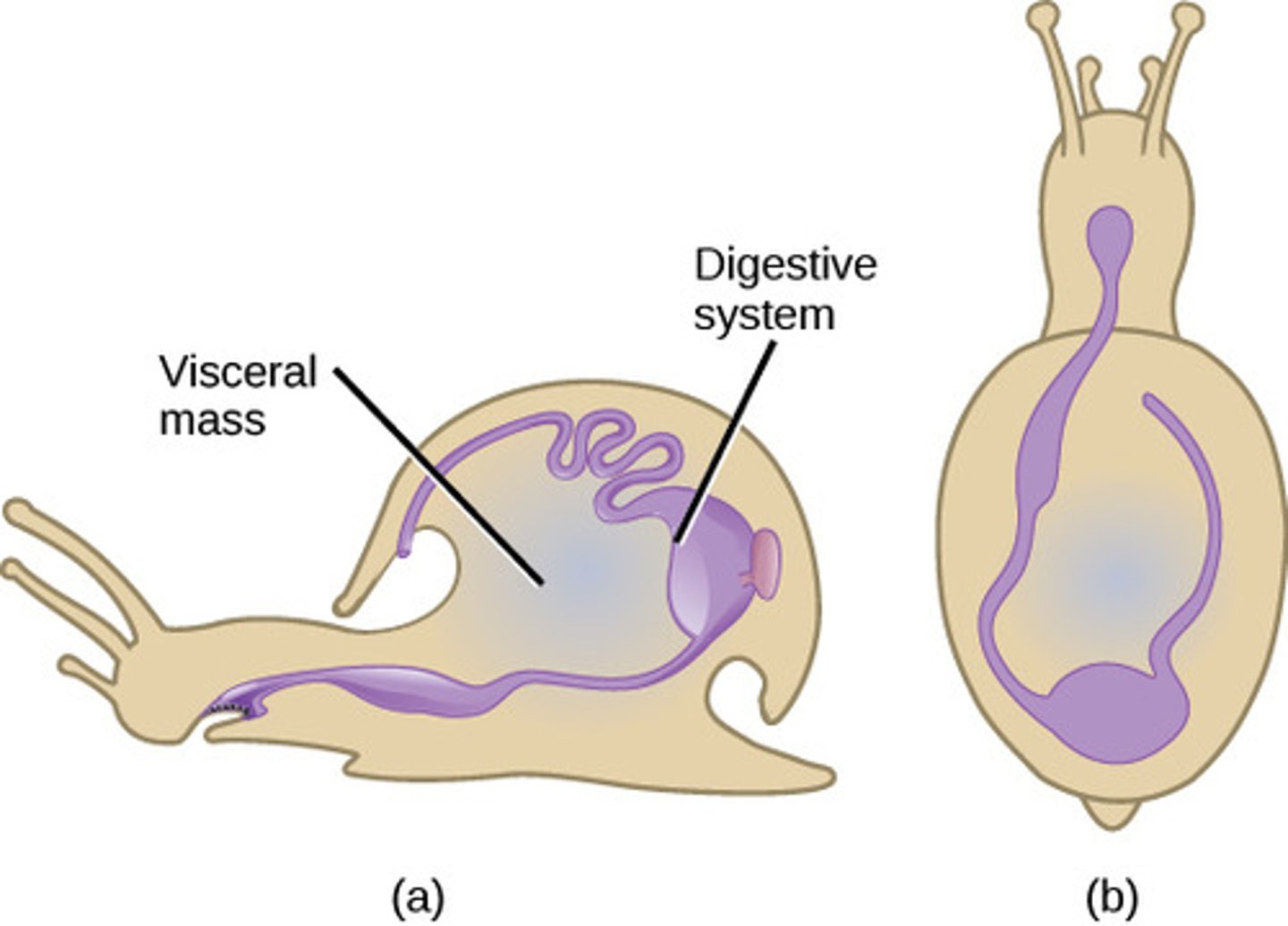 <p>alimentary canal</p>