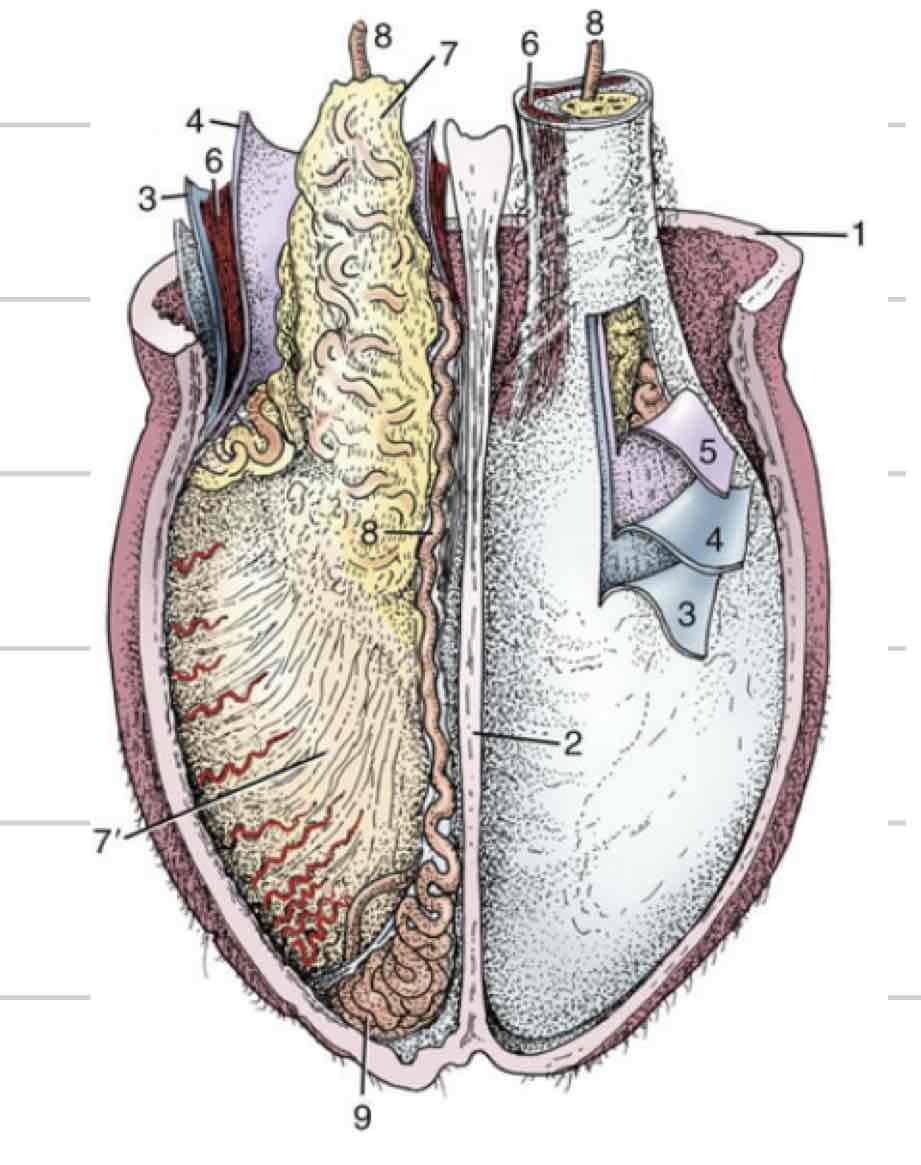 <ul><li><p>White covering that surrounds testicle, not epididymis</p></li><li><p>Mediastinum- projection that extends into testicle and divides into halves</p></li></ul>