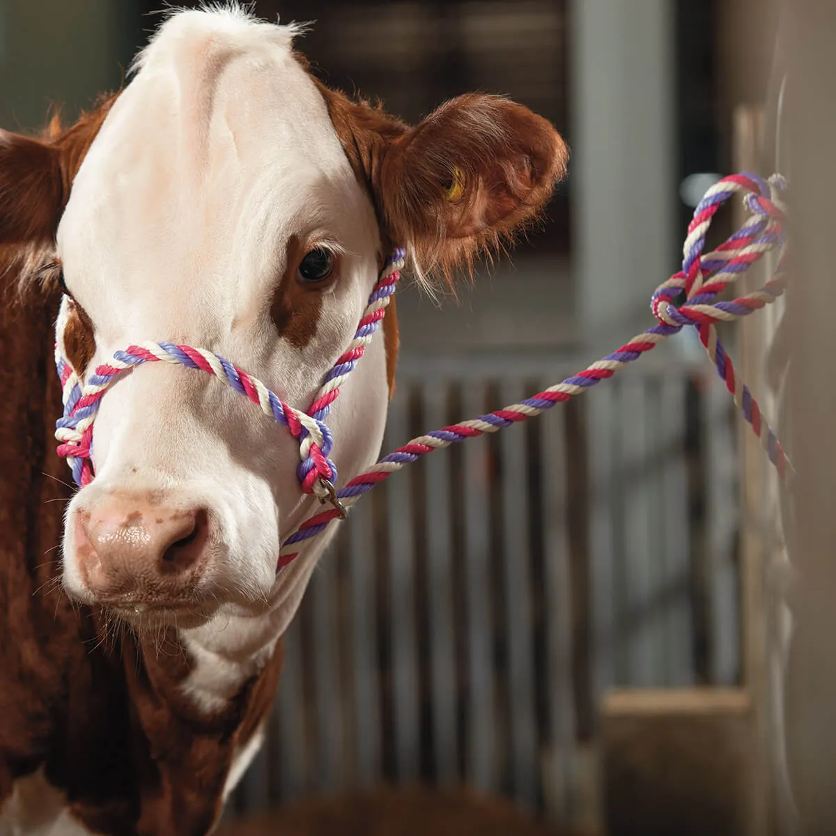 <p>Rope leading: </p>