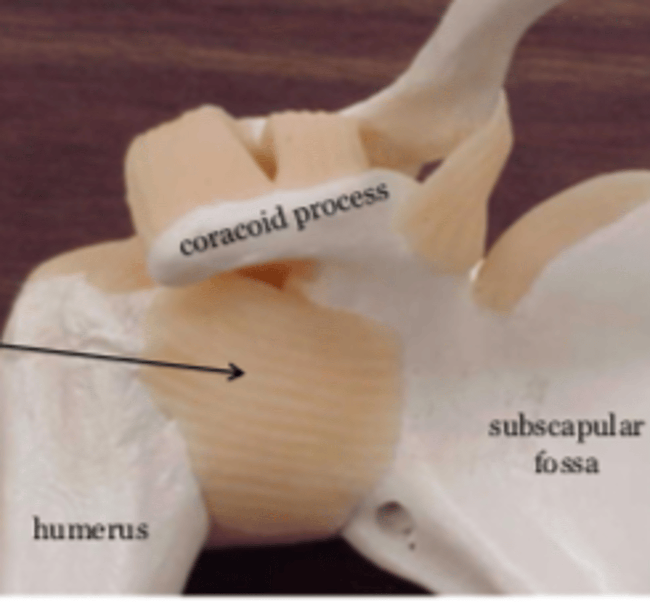 <p>Fx: Connects humerus to the glenoid cavity</p>