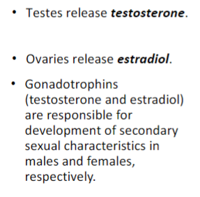 <ul><li><p>secondary sex characteristics develop during puberty and are also influenced by hormones</p></li><li><p>hypothalamus release gonadotropin-releasing hormones which stimulates hormone release by testes or ovaries</p></li></ul>