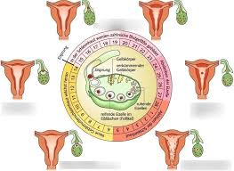 <p>menstruation<span> </span>cycle (chu kỳ kinh nguyệt)</p>