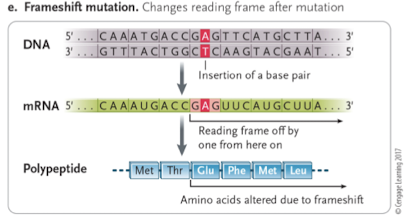 <p>insertion or deletion of a small number of base pairs that alter the reading frame </p>