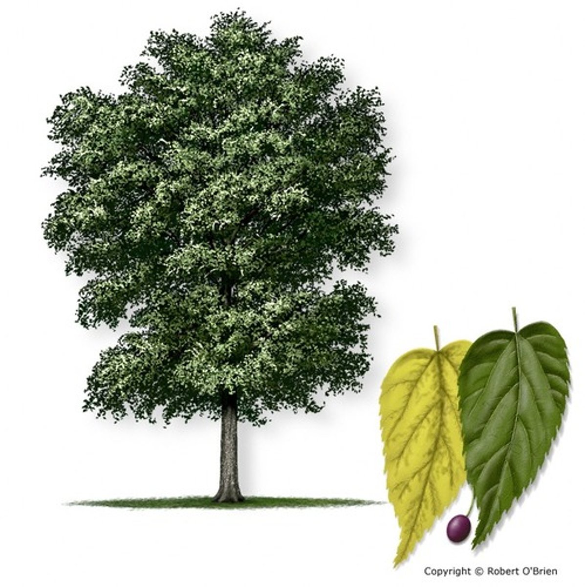 <p>growths on trunk. A lot of warts</p>
