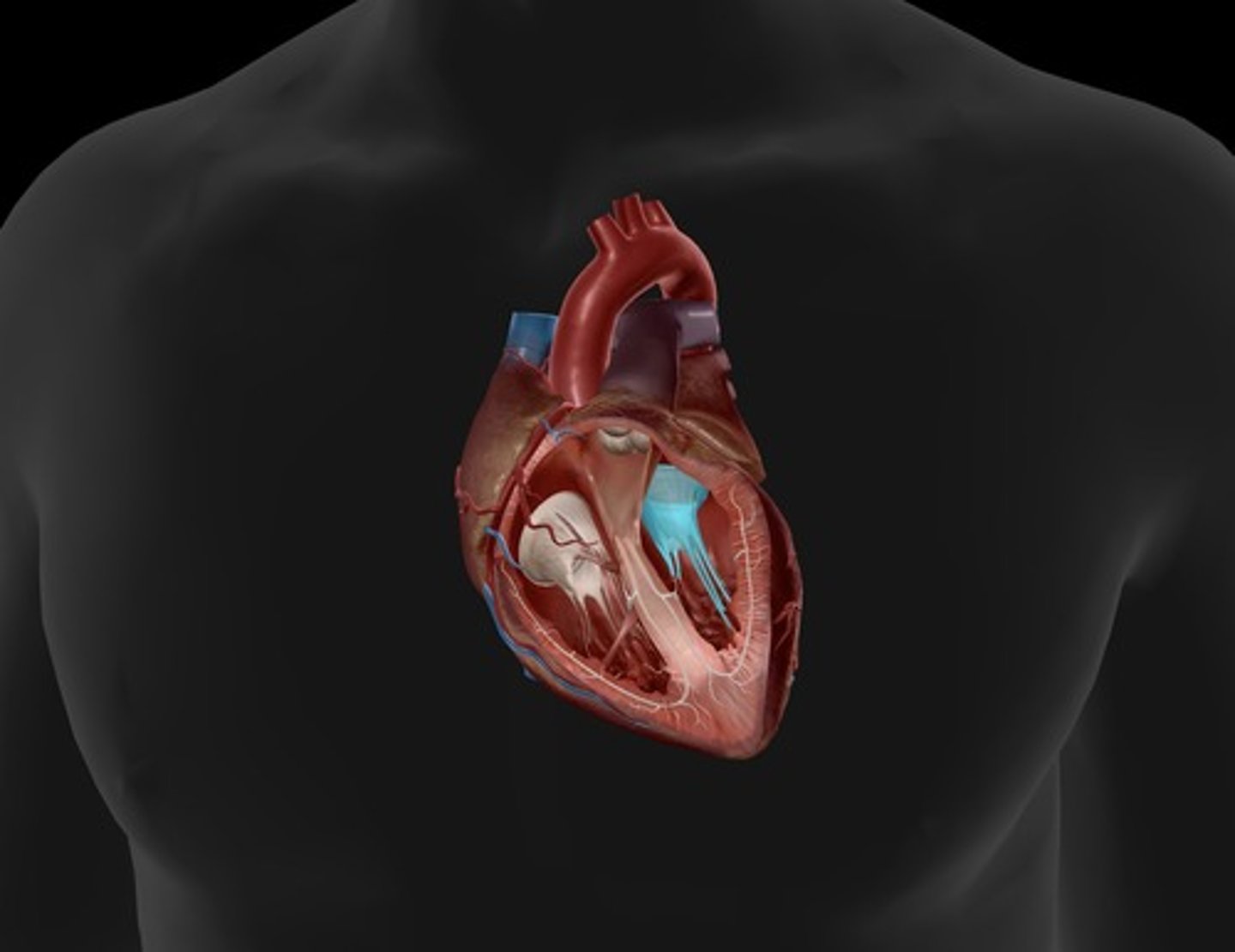 <p>valve between the left atrium and the left ventricle; bicuspid valve</p>