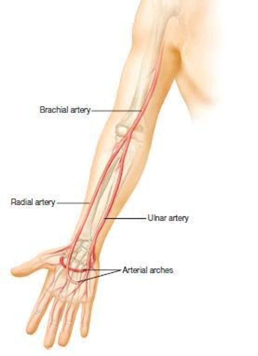 <p>Brachial artery, radial artery, and ulnar artery.</p>