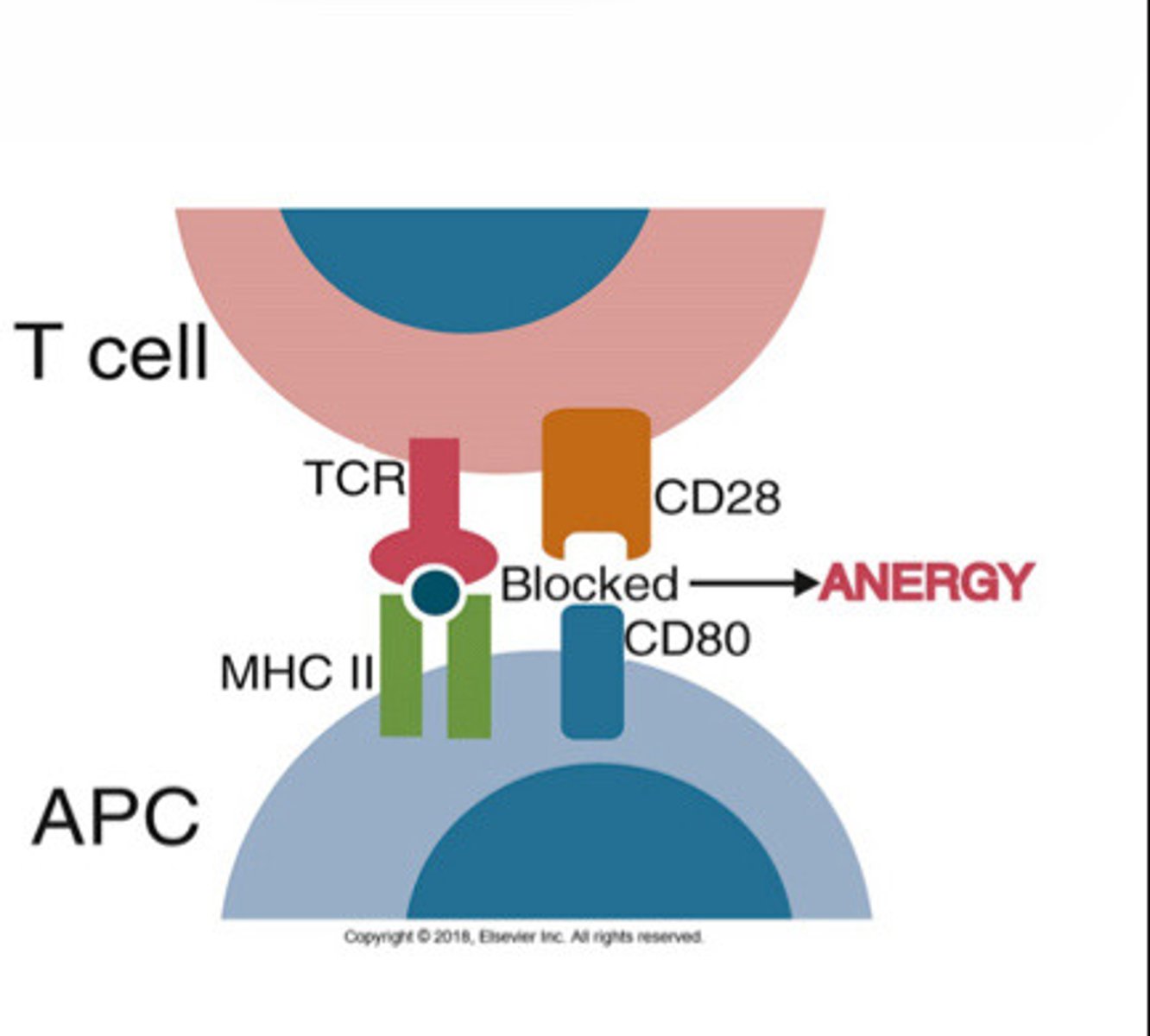 <p>Long-lived functional inactivation that occurs when these cells recognize antigens without adequate lveles of co-stimulators that are needed for full T cell activation</p>