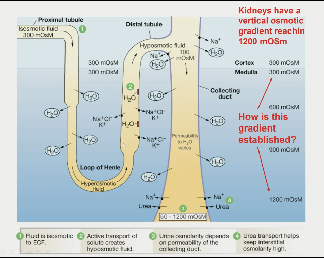 KEY = thick ascending limb

1\. thick ascending limb of loop of henle

to make filtrate more dilute and concentrate interstitial fluid

\- Na/K/2Cl pump (active transport out of filtrate into interstitial fluid)

\- impermeable to H2O so filtrate gets dilute and interstitial fluid gets concentrated

\
2\. loop of henle and vasa recta

multiply this effect to create a large standing vertical osmotic gradient in renal medulla

\- ascending limb activity concentrates filtrate in descending limb

\- higher concentration of Na, K, and Cl increases flux of these ions in thick ascending limb

\- direction of loop and transport generates and maintains vertical gradient

\
3\. ADH allows urea to be more permeable in lower renal medulla. adding another solute increases the concentration