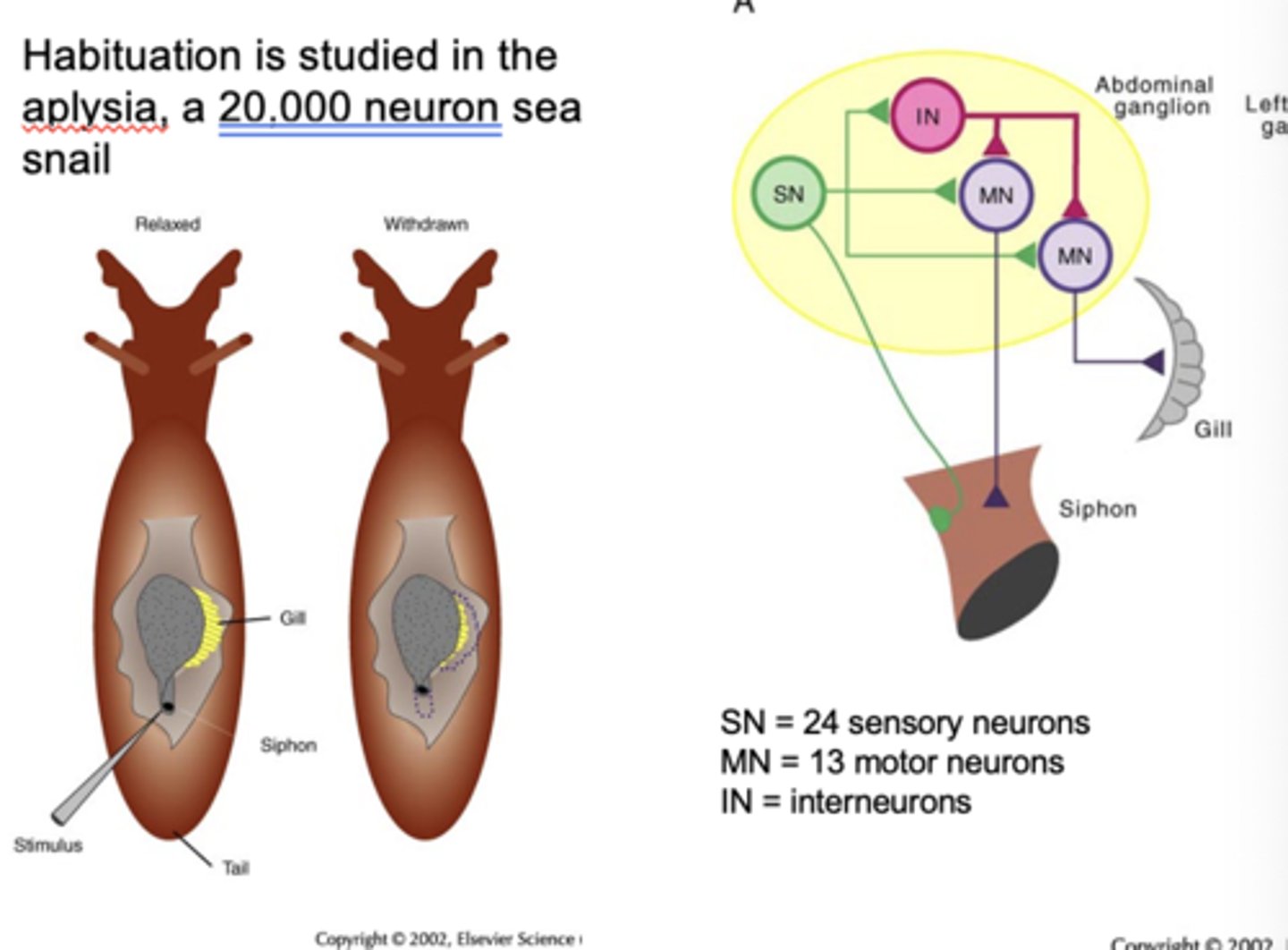 <p>- siphon = part of snail that pulls in water to the gills (for organism to breathe)<br>- touching the siphon makes both the siphon and gill contract (both are sensitive tissue)<br>- contraction of the siphon and gill are controlled by two different motor systems<br>- repeatedly touching siphon causes diminished response</p>