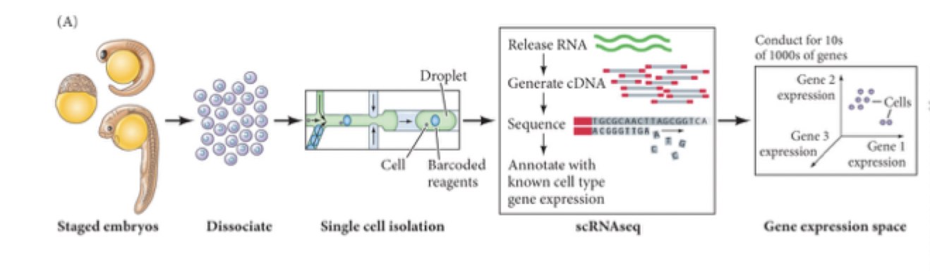 <p><strong>what is single-cell RNA sequencing?</strong></p>