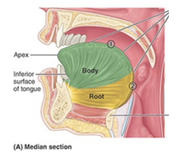 <p>Root: attached posterior portion (between mandible, hyoid, and posterior surface of tongue)</p><p>Body: anterior two thirds of tongue</p><p>Apex/tip: anterior end)</p>