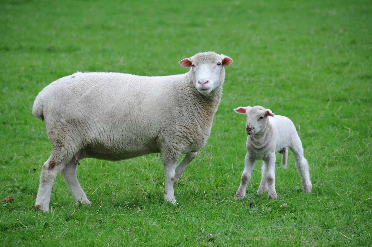 <p>what sheep is this?</p>