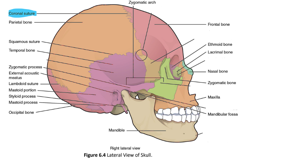 <p>coronal suture</p>