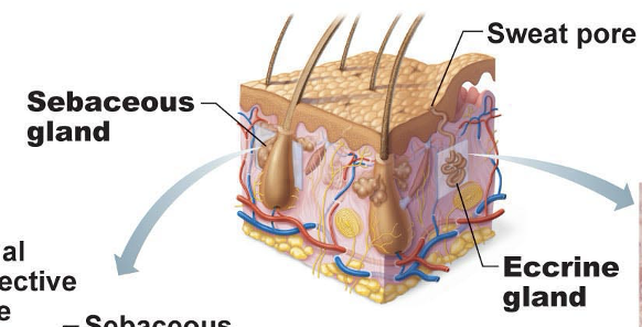 <p>Sweat glands distributed all over body that produce clear secretion consisting primarily of water, salts, and urea. Is an important part of the body’s heat-regulating apparatus and excrete sweat when external temperature or body temperature is too high</p>