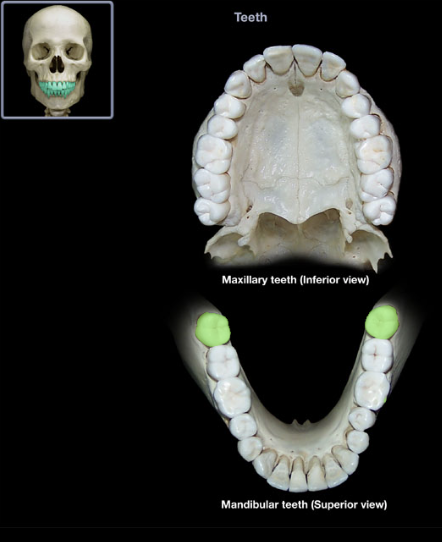 knowt flashcard image