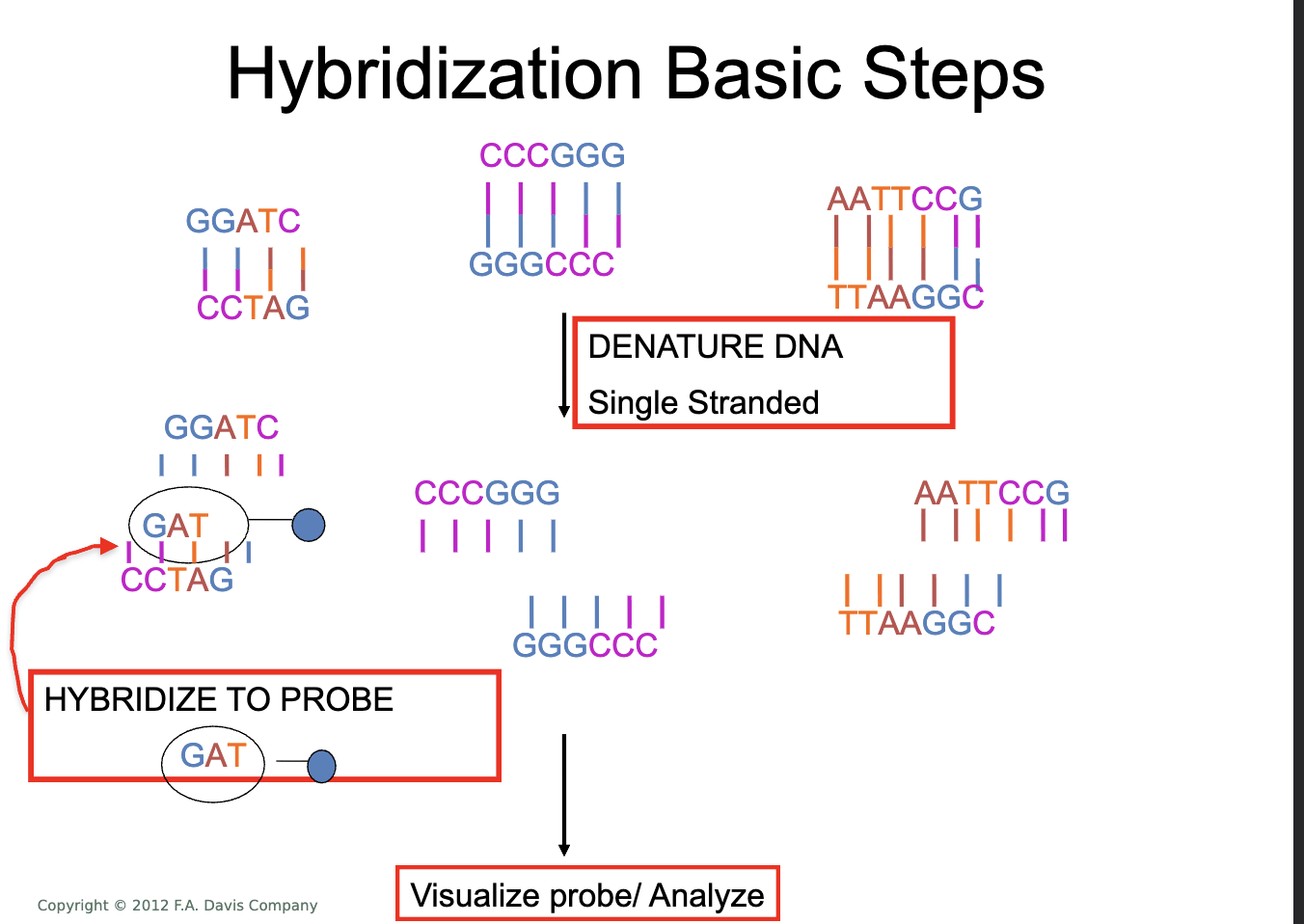 <ul><li><p>joining of 2 complementary strands</p></li><li><p>single stranded to double stranded</p></li></ul><p></p>