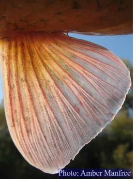 <p>Flexible fin<br>rays<br>Photo: Amber Manfree<br>1. Fins are flexible.<br>2. Most fins are also collapsible.<br>3. Supported by flexible jointed rays with a unique bilaminar<br>(i.e., having 2 structures) structure that allows for active<br>control of fin surface conformation.<br>4. Possess multiple sets of fins that allow them to take<br>advantage of diverse hydrodynamic conditions.</p>