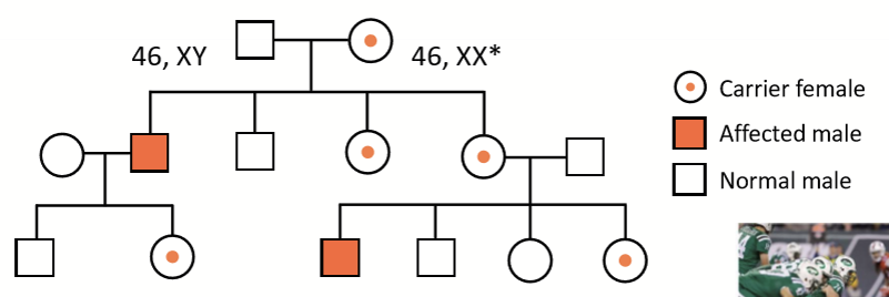 <ul><li><p>Usually LOF mutation on X chromosme, no Y linked human diseases </p></li><li><p>Pedigree pattern of transmission: </p><ul><li><p>No male to male transmission</p></li><li><p>Disease phenotype most obvious in males</p></li><li><p>Female carriers can have mild phenotype due to X inactivation </p></li></ul></li></ul><p></p>