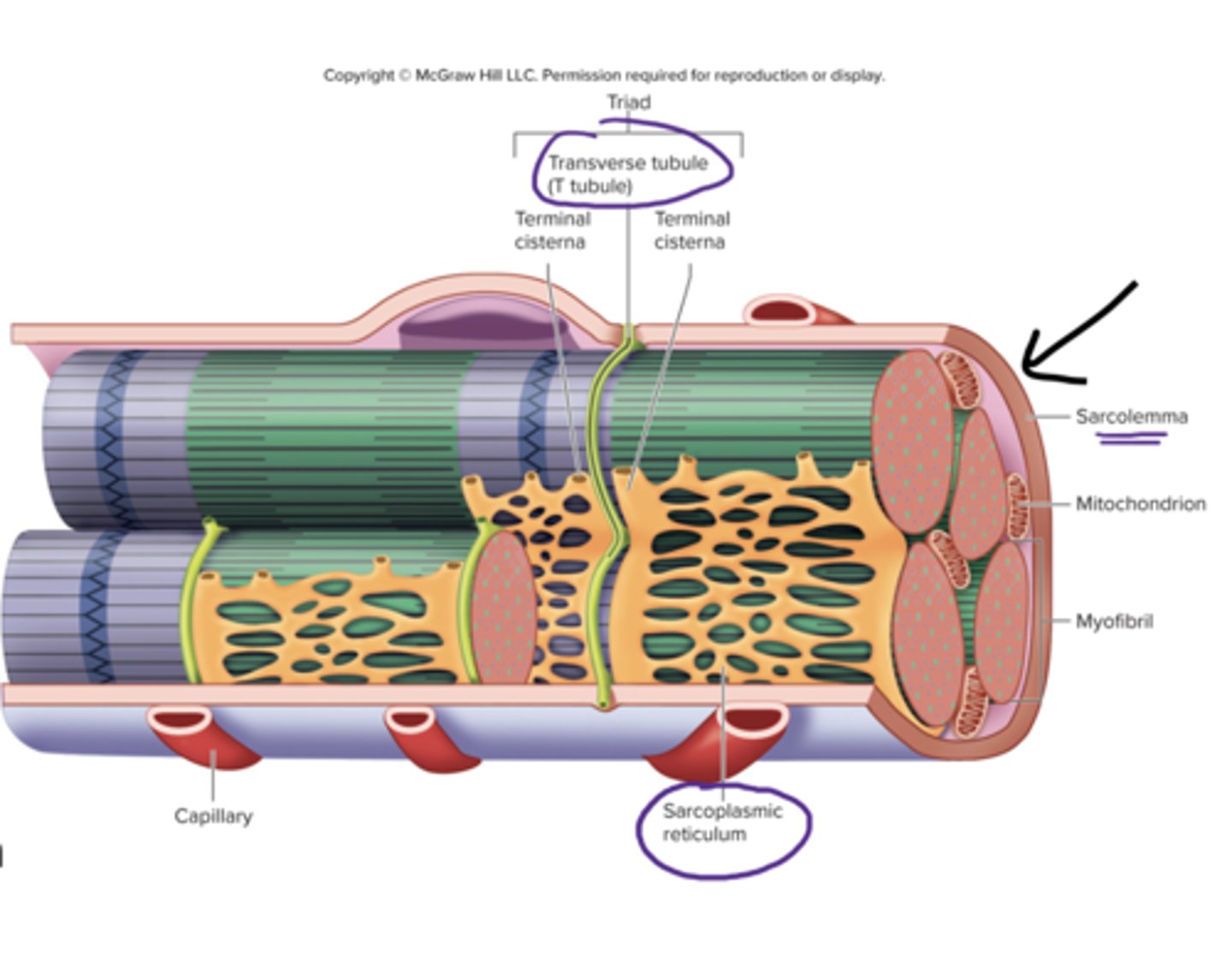 <p>plasma membrane of a muscle fiber</p>