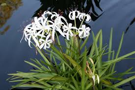 <p>Southern Swap Lily</p>