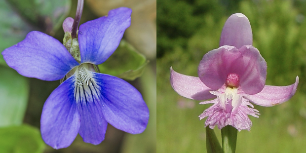 <p>What kind of flower symmetry is this?</p>