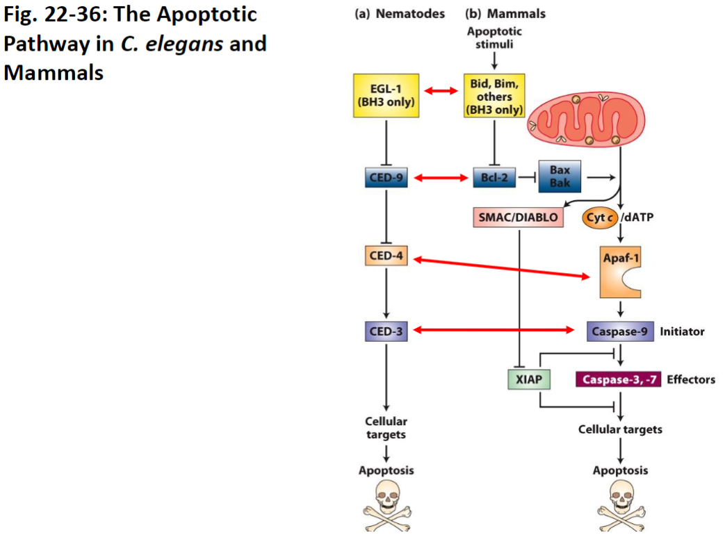 <p><strong>Pathway Overview</strong><br> Apoptosis in C. elegans is more straightforward than in mammals<br> All C. elegans cell death genes (CED) have analogous genes in mammals</p><p><strong>Significance of C. elegans</strong><br> Very few cells in the nematode, so cell lineage and apoptosis are easy to track<br> Allows precise study of genetic control of cell death<br> Important model organism for understanding conserved apoptotic mechanisms</p>