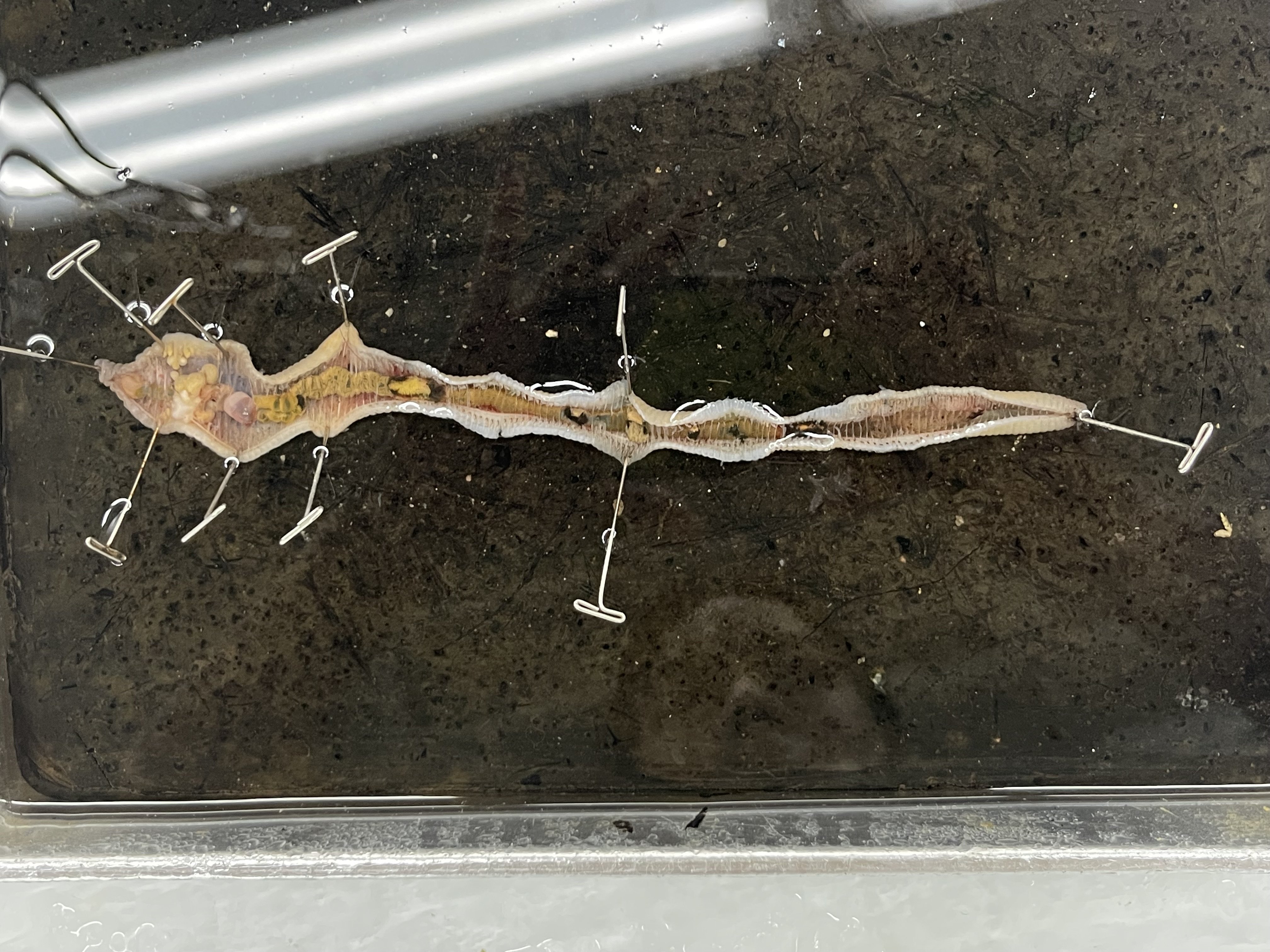 <p>what is this and find the septa, buccaneers cavity, pharynx, crop, gizzard, spermatheca, lobes of seminal vesicle, nerve cord, and peritoneum </p>