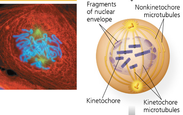 <p>Prometaphase</p>
