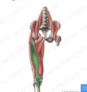 <p>Identify this muscle?</p>