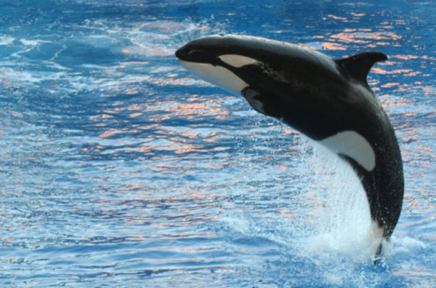 <p>whale</p>
