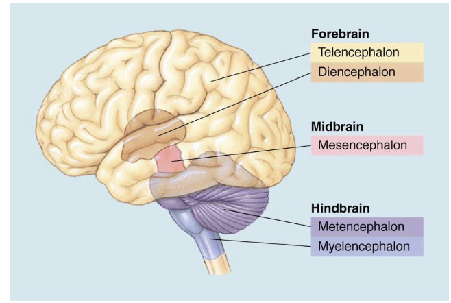 <p>2 divisions of the <strong>diencephalon</strong> ( + function)</p>