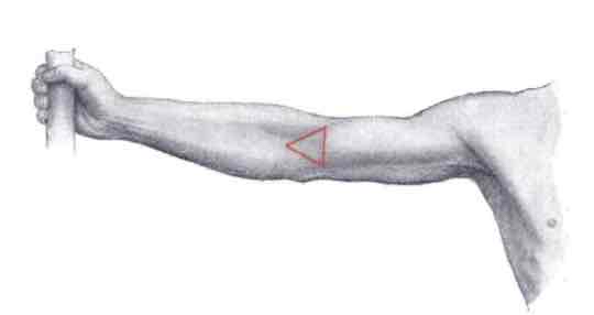 <p><span>The anterior of the elbow, where the cubital fossa is located.</span></p>