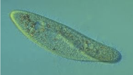 <p>Paramecium </p>