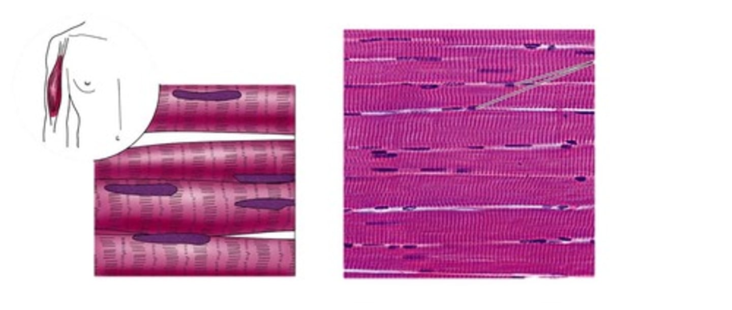 <p>Which type of muscle tissue is both voluntary and striated, attached to bone can be controlled by conscious effort (voluntary)</p><p>The cells (muscle fibers) are long and cylindrical, striated, have many nuclei and contract from nervous impulse.</p>