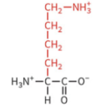<ul><li><p>polar: positively charged</p></li><li><p>pKa 10.5</p></li><li><p>protonated and positively charged at physiological pH</p></li></ul><p></p>