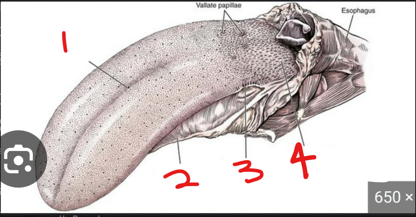 <p>label the parts of the tongue (3 and 4 are a type of papillae)</p><p></p><p>where are filiform papillae</p>