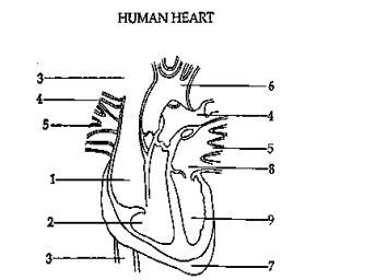 <p>10. Using the diagram below, which sequence is the correct flow of blood through the heart? </p><p>a. 3-8-9-4-5-1-2-6 </p><p>b. 1-2-3-5-4-8-9-6 </p><p>c. 3-1-2-4-5-8-9-6</p><p>d. 3-1-2-3-4-5-8-9</p>