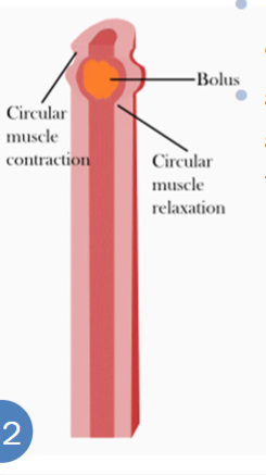 <p>Contraction and relaxation of the two smooth muscle layers working in tandem to propel food. Longitudinal and circular always doing the opposite of one another. Muscles on top of food contract, muscles below food relax to allow for smooth passage down, towards the anus</p>