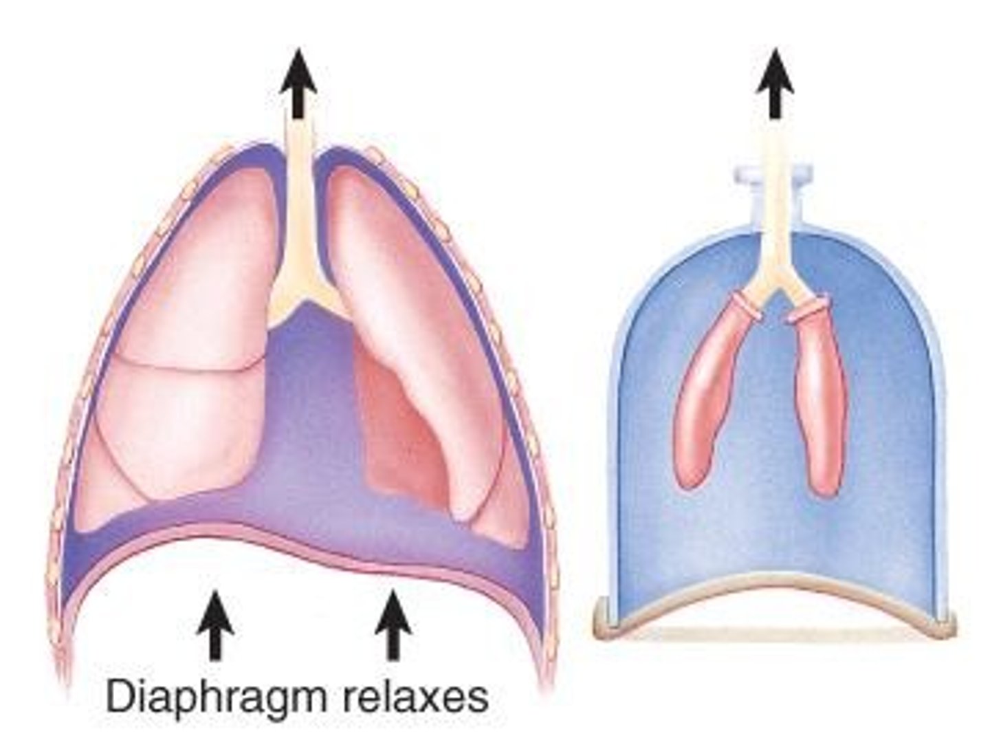 <p>Passive process of expelling air from lungs.</p>