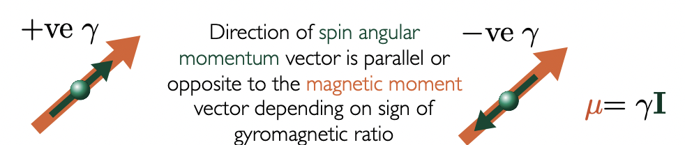 <p>+ve γ = μ parallel to <strong>I</strong></p><p>-ve γ = μ anti-parallel to <strong>I</strong></p>