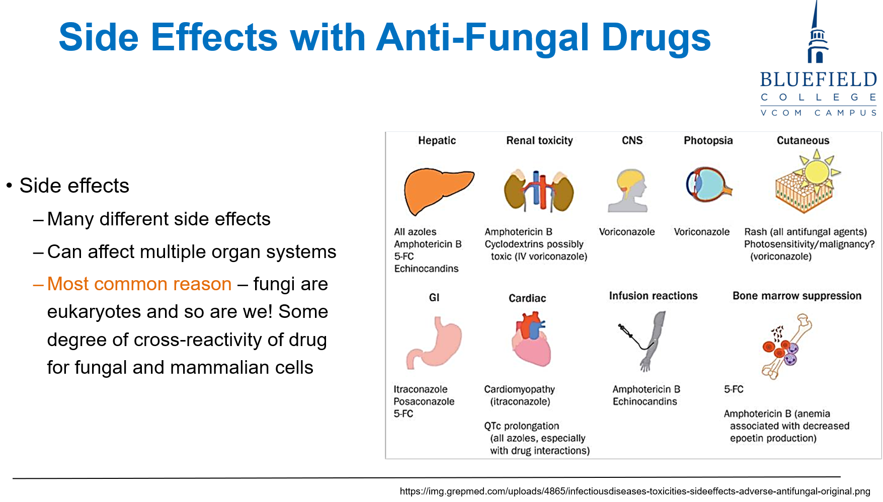 <p>C. Toxicity due to shared eukaryotic cell structures<br></p><p><strong>Fungi and humans are both eukaryotic</strong>, making it difficult to <strong>target fungi</strong> without some <strong>cross-toxicity</strong> to human cells. <strong>Nephrotoxicity</strong> is common with <strong>amphotericin B</strong>.</p>