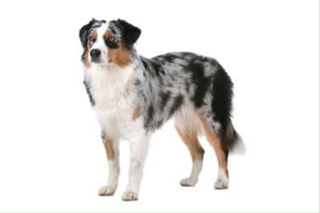 <p>Herding Group</p>