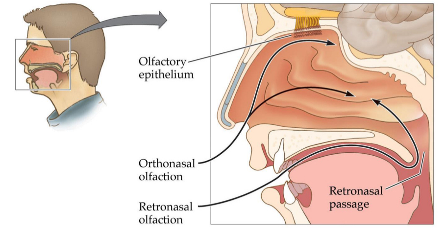 <ul><li><p>Flavour</p></li><li><p>Olfaction in the presence of taste &amp; somatosenation</p><ul><li><p>Olfactory sensation processed differently in cortex based on taste &amp; somatosensory info</p></li></ul></li><li><p>Flavor impoverished with stuffy nose or when we pitch nose</p></li></ul><p></p>