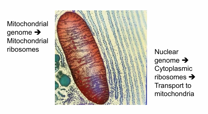 <ul><li><p>Some are encoded in the mitochondrial genome</p><ul><li><p>Synthesized using mitochondrial ribosomes&nbsp;</p></li></ul></li><li><p>Majority are coded by nuclear genes&nbsp;</p><ul><li><p>Genes transcribed in nucleas</p></li><li><p>mRNA translated in cytosol by free ribosomes&nbsp;</p></li><li><p>Proteins transported to mitochondria by pathway&nbsp;</p></li></ul></li></ul><p></p>