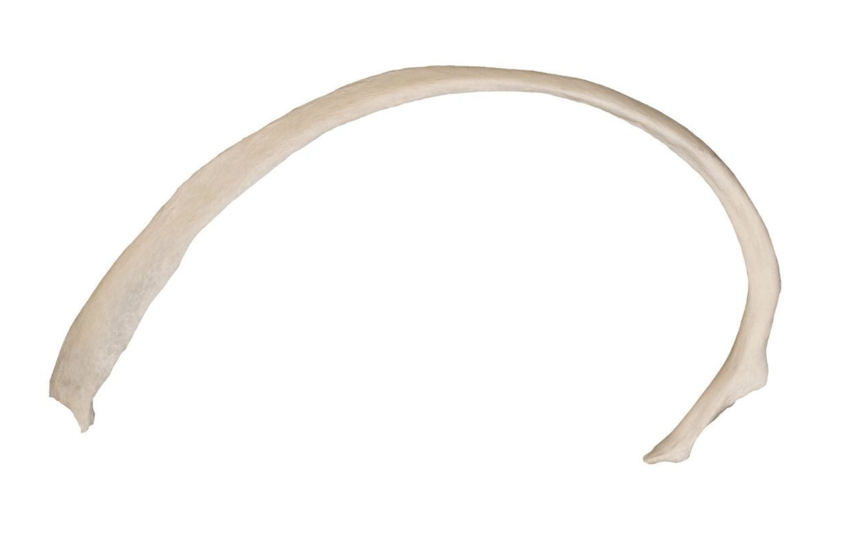<p>Which Bone Is This? (Pleural)</p>