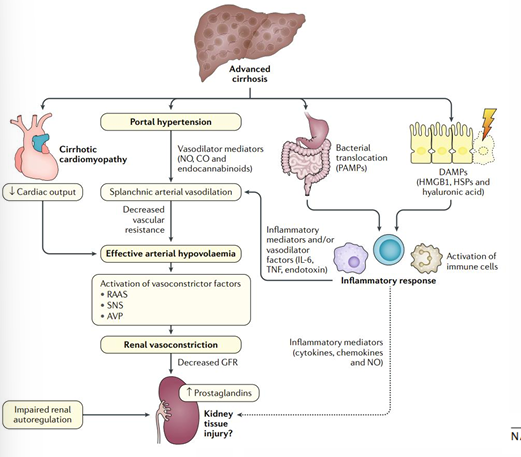 <p>-portal hypertension results in splanchnic vasodilation</p><p>-sensed arterial underfilling</p><p>-compensatory renal vasoconstriction and decreased GFR</p><p>-reversible (can even transplant the HRS kidneys)</p>