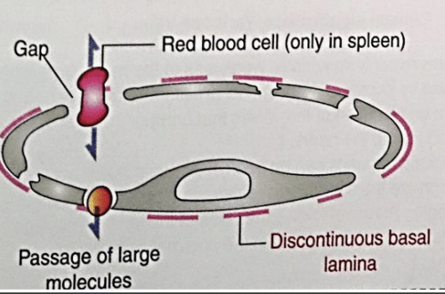 <p>what type of capillary?</p>