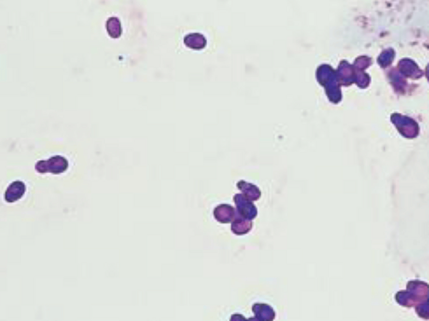 <p>Identify the organism and the size?</p>